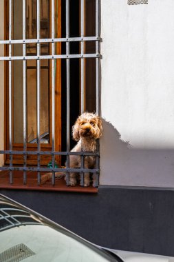 Beyaz metal parmaklıkların arkasındaki pencere eşiğinde oturan tüylü kahverengi bir kaniş sokağa bakıyor..
