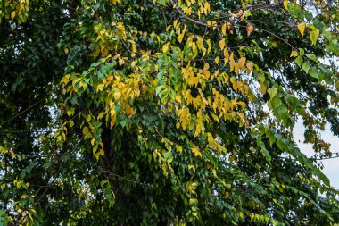Yeşil ve canlı sarı yaprakların karışımının sonbahar sezonunda dönüşümünü içeren doğal bir arka plan. Kavram: Değişim, doğanın döngüsü ve mevsimsel dönüşüm.