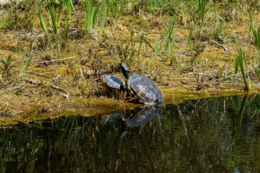 Sarı kulaklı sürgülü, Trachemys Scrita, Emydidae familyasından bir kaplumbağa türü..