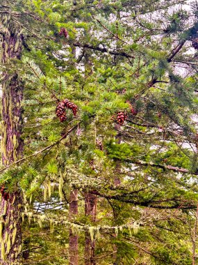 Yoğun orman bitkileriyle çevrili çam kozalakları içeren Evergreen ağaç dalları açık havada kabuk dokusunu ve doğal orman ışığını gösteren katmanlı iğneler gösteriyor.