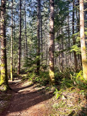 Uzun ve yeşil ağaçların arasından geçen eğri toprak yol tabanında yosun ve filtrelenmiş Maple Valley Washington tarafından aydınlatılmış yeşil çalılıklar.