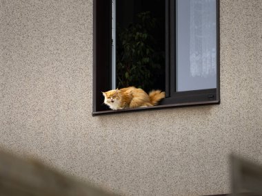 Dışarıdaki bir pencere tahtasına oturup bağıran kızıl kedi. Kalın kürklü turuncu Sibirya kedisi. Evcil hayvan biriyle iletişim kuruyor. Belki acıkmıştır ve yemek istiyordur..