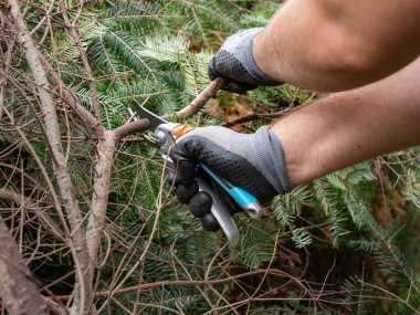 Bir ağaç dalını bir mezhepçiyle kesmek. Bahçe işleri için budama makası kullanmak. Yaz mevsiminde bahçeyi temizliyorum. İşlenmemiş çalıların arasında çalışmak ve ağaç dallarını budamak.