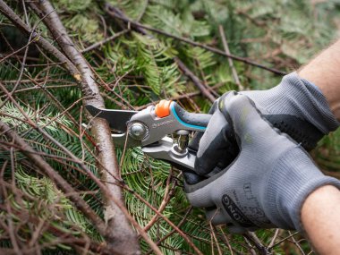 DRESDEN, ALMANY - 1. Ağustos 2023: Bahçedeki bir ağaç dalını kesmek için Gardena Secateurs makas aleti. Bahçıvanlık yapıyor, çalıları ve ağaçları buduyor. Bir bitkinin keskin budama makası.