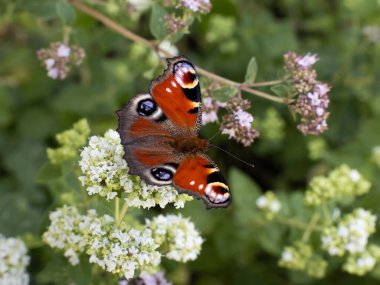 Pfauenauge (Aglais io) bir çiçeğin üzerinde oturan tavus kuşu kelebeği. Almanya 'nın doğal bölgesinde güzel bir böcek. Bahçedeki çiçekler küçük hayvanlar için harika bir çevredir..