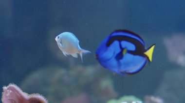 Palette Cerrah Balığı (Paracanthurus hepatus) veya bir akvaryumda Mavi Tang. Tuzlu su tankında yüzen balıkları eğlence ya da süs olarak kullanmak. Evcil hayvan gibi güzel vahşi bir hayvan..