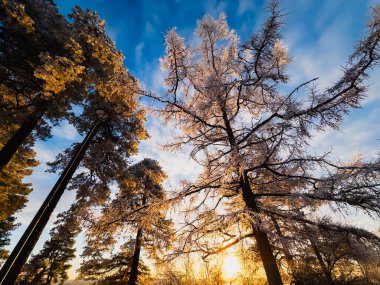 Altın güneş ışığı ve buzlu dalları olan kış ormanı