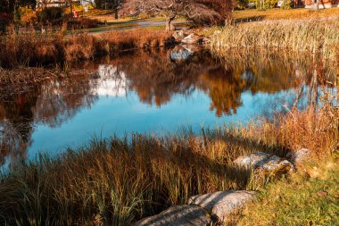 Su yüzeyinde mevsimsel yaprak yansıması Hatanpaa Botanik Bahçesi 'nde simetri ve sakin bir atmosfer yaratır..