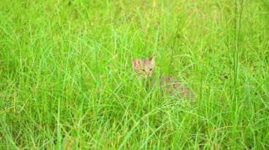 Çimenli alanda kovalayan tekir kedi yavrusu