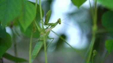 Doğadaki ağaç dalında dinlenen yeşil peygamberdevesi