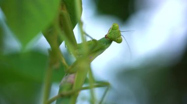 Bir dalda yeşil peygamber devesine yakın çekim