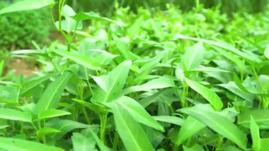 Yeşil sebze bahçesi ve taze bitkiler.