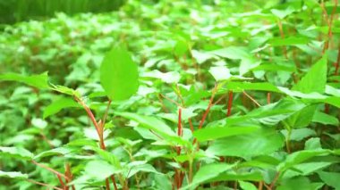 Güneş ışığında taze organik sebze tarlası