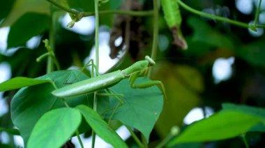 Yeşil arkaplanla harmanlanan peygamberdevesi