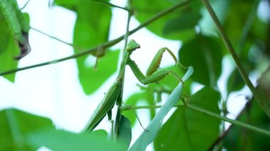 Doğal ortamında yeşil peygamber devesinin makro videosu