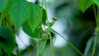 Yeşil yapraklı makroda peygamber devesi yaklaş.