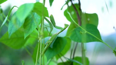 Peygamber devesi bir dala bakıyor.