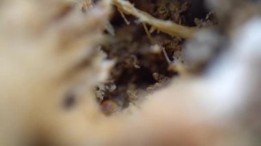 Termitler yeraltında yuva inşa ediyorlar.