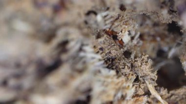 Yakın çekim termitler toprakta tünel oluşturuyorlar.