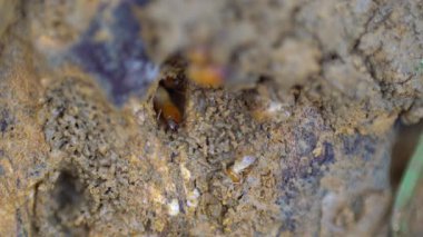 Termitler yuvalarının hasarlı kısmını onarıyor.