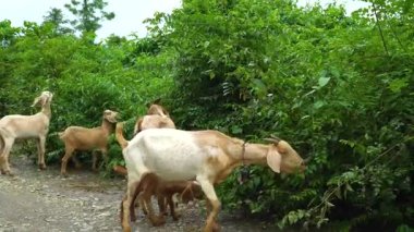 Yöresel keçiler kırsal bir yolda otluyor.