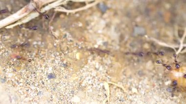 Toprakta yürüyen meşgul karıncaların makro çekimi