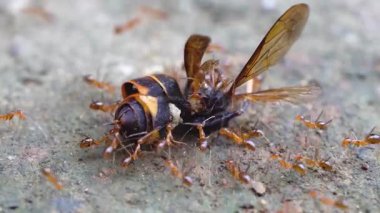 Bir grup sarı karınca eşek arısı çekiyor.