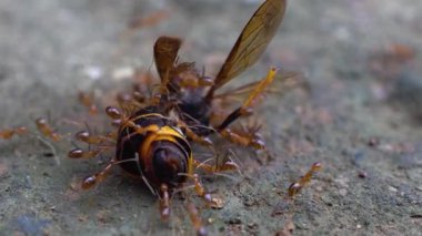 Yaban arısını yiyecek olarak taşıyan sarı karıncalar