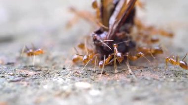 Bir eşekarısı avını hareket ettiren karıncaların makro görüntüsü