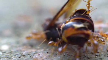 Toprakta ölü eşekarısı taşıyan sarı karıncalar