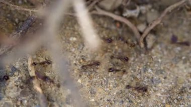 Toprakta hızlı hareket eden karıncalar