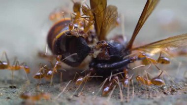 Karıncalar eşek arısı avlıyor ve taşıyor.