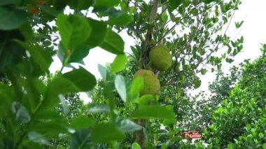 Ağaçta sallanan olgun meyveler