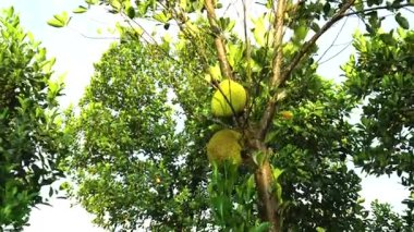 Ağaç gövdesinde yetişen meyvelerin yakın çekimi