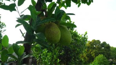 Büyük yeşil meyveli Jackfruit ağacı