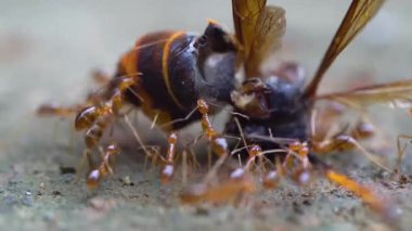 Sarı karıncalar bir eşekarısını taşımak için birlikte çalışıyorlar.