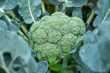 Sağlıklı gıda konsepti için taze yeşil brokoli.