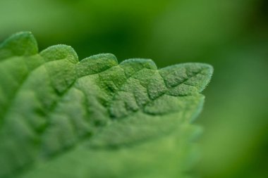 Taze yeşil perilla yaprağı dokusu