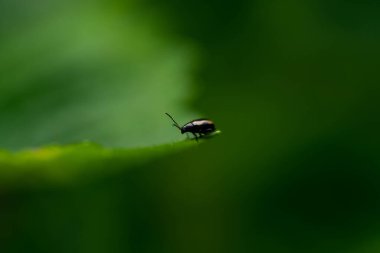 Küçük böcek makro fotoğrafçılığı