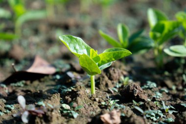 Genç Malabar ıspanağı tarlada yetişiyor.