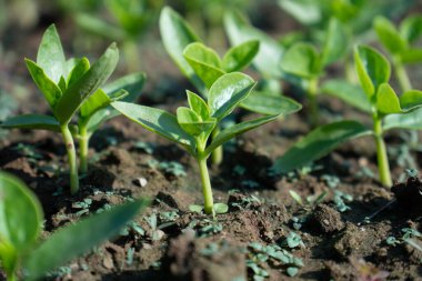 Genç yeşil ıspanak bitkileri sağlıklı yemek içindir.
