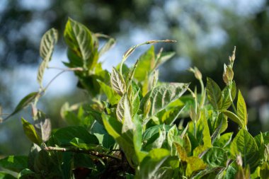 Taze Vietnam bitkisi yaprakları gün ışığında büyüyor.