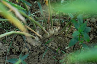 Kırsal alanda kızıl bitkiler