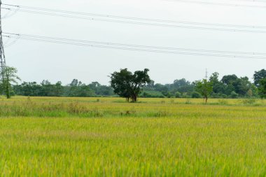 Hasat mevsiminde olgun pirinç tarlası
