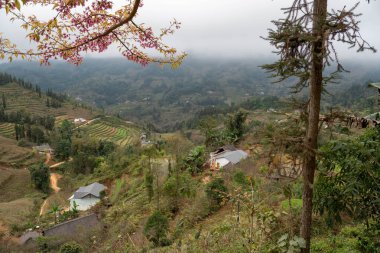 Pilav terasları ve kiraz çiçekleri sisli