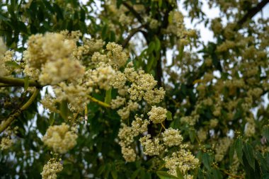 Litsea Cubeba 'nın soluk sarı çiçekleri