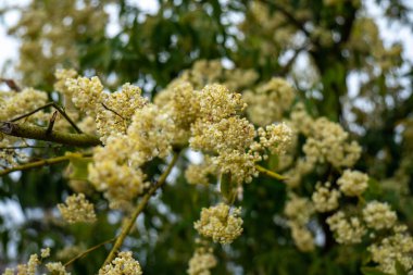 Litsea Cubeba baharda çiçek açıyor.