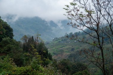 Alçak tepeler ve sisli orman
