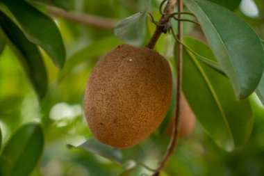 Ağaçta taze sapodilla meyvesi