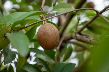 Ağaçta organik sapodilla meyvesi